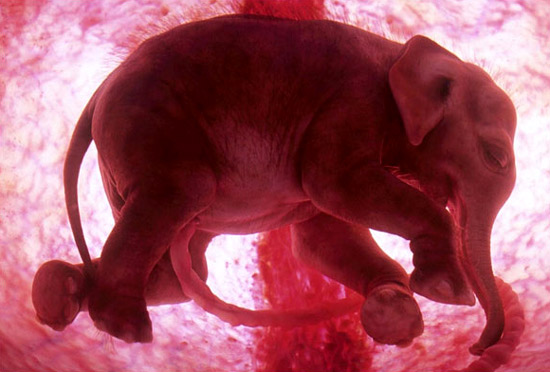 Stunning photographs of animals inside womb