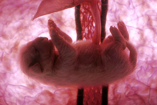 Stunning photographs of animals inside womb