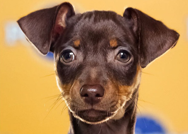 Agetha is a Miniature Pinscher and loves to be the center of attention! Especially getting everyone going.