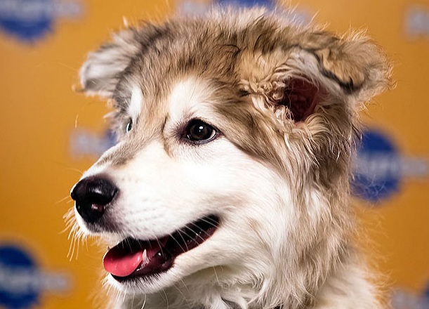 Aurora is a Siberian HuskyRetriever mix who loves to play, play, play and she loves toys.