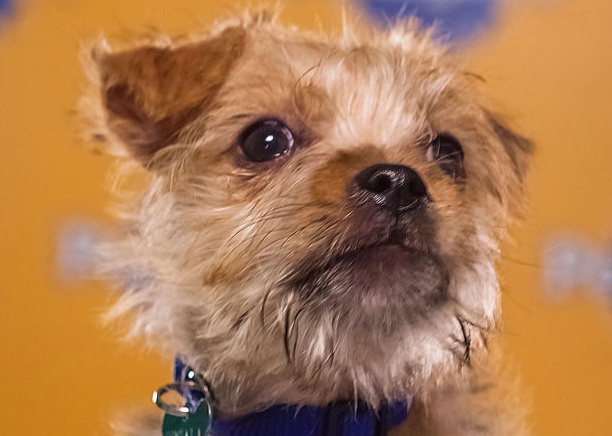 Blitz is a Terrier mix. Blitz rode a plane, subway AND a taxi in 24 hours.