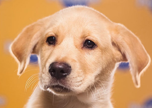 Chestnut is a Labrador Retriever Australian Shephard mix who loves to play and snuggle.