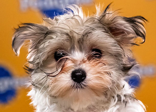 Daisy is a Yorkshire Terrier who loves to wrestle with her younger brothers.
