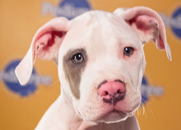 Elias is a Pit Bull who was born in a Los Angeles animal shelter.