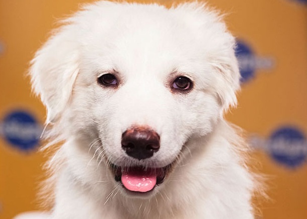 Juniper is a Great Pyrenees. Watch out because she is both a lover AND a fighter!