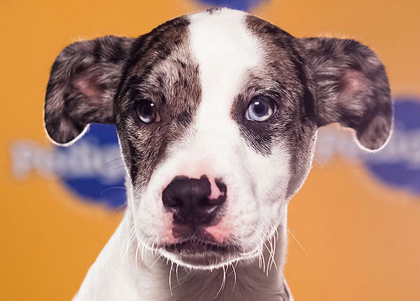 Koda is a Catahoula Boston Terrier mix. Koda was voted cutest puppy in Howl's Kitchen Manhattan. He is an expert riding the subway.