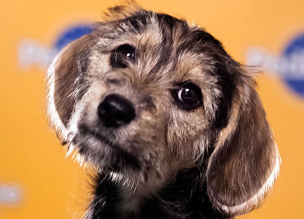 Marta is a Schnauzer Beagle mix who loves to wrestle with the bigger dogs.