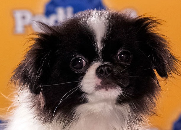 Nala is a Japanese Chin. She is sweet and sassy! but she can be very fierce with her brother Simba.