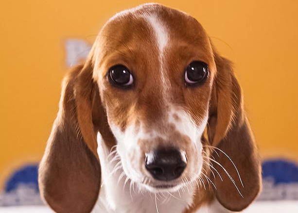 Sally is a Dachshund Basset Hound. Look out for your slippers because Sally loves to steal them!