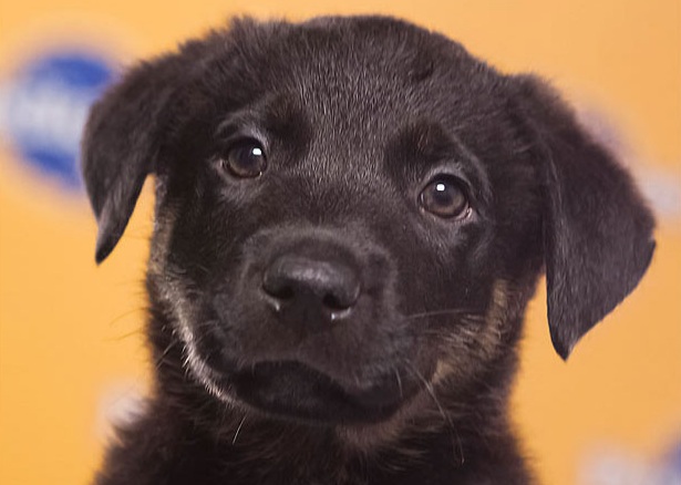 Tuck is a German Shepherd Pit mix. He is the only black pup in his litter of 6.