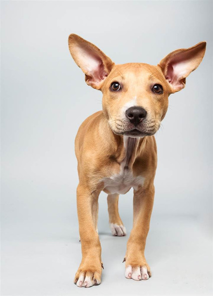 Delachaise, a Pit Bull mix ready to take on the chew toys.