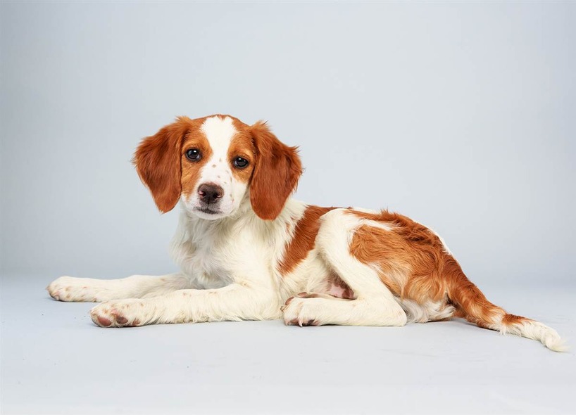 Laney, a Brittany Spaniel mix who loves getting her paws dirty.