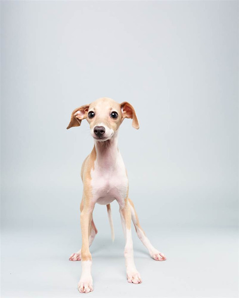 Taser, an Italian Greyhound who's as fast as he is cute.