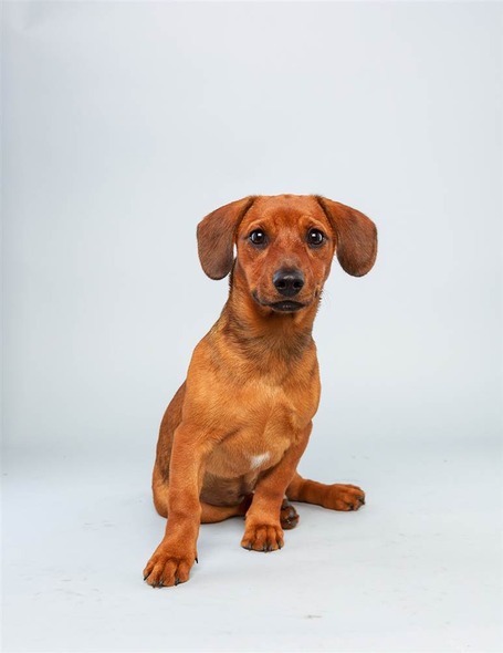 Mandy, a Dachshund mix who is great at going long.