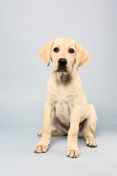 Benton, a yellow Labrador who fully intends on bringing home the gold.