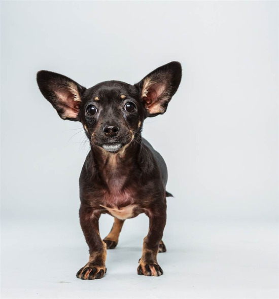 Ullie, a ChihuahuaDachshund mix whose loud "yips" can stun her opponents.