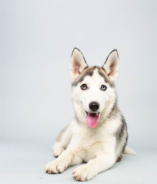Suri, a Siberian Husky whose thick fur provides protection against the barrage of baby teeth.