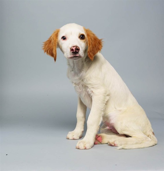 Loren, a Brittany Spaniel mix who prefers to be called a golden receiver.