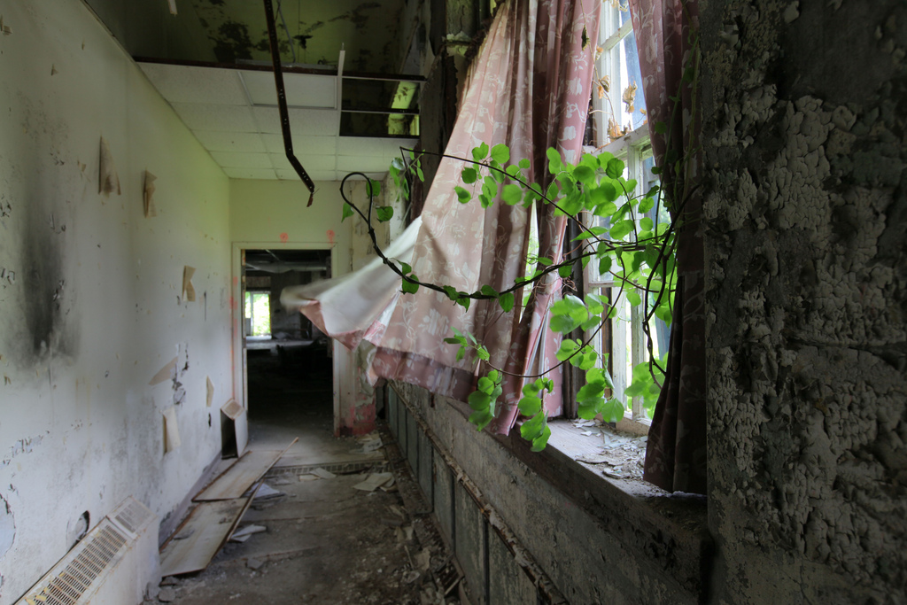 Inside, vines invade a crumbling hallway.