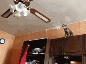 gifs - cat falls through a ceiling
