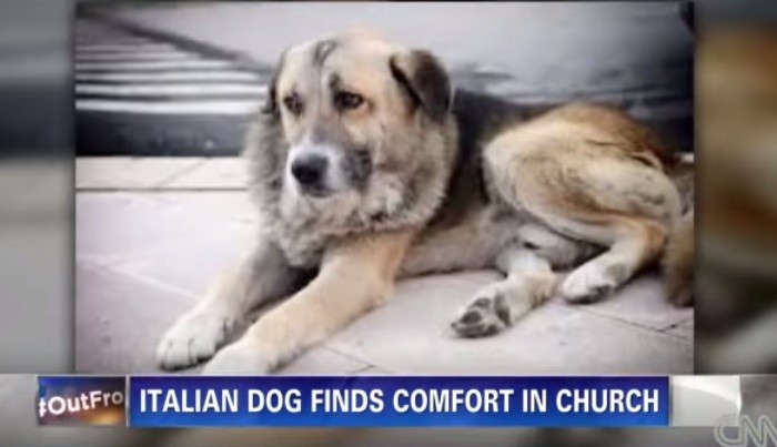 Tommy the dog went to mass with his human when she was alive, but now he comes down and sits quietly during mass even after her death.