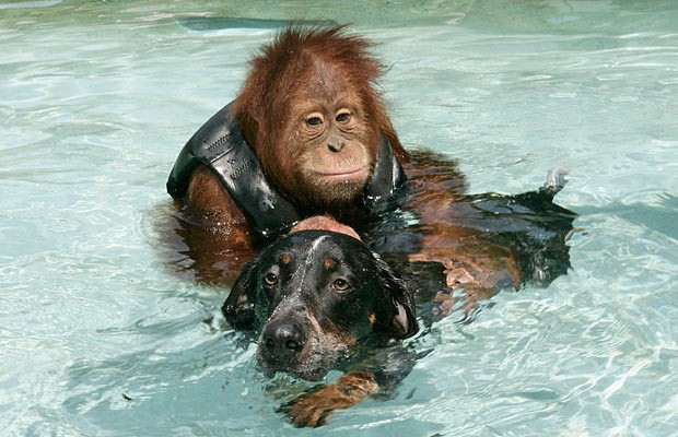 Roscoe the orangutan was heartbroken by the loss of his parents. So heartbroken he stopped eating and stop responding to medical treatment...During that same span, an older sickly dog was found in the zoo and brought to their animal treatment center. The two met and have been together ever since!