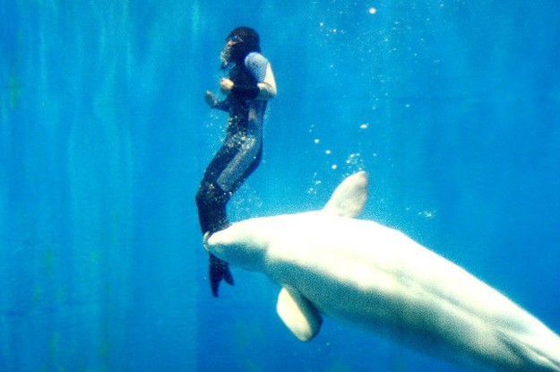 Diver Yang Yun thought she was going to die when her legs were paralyzed during a free diving contest. Mila, a Beluga whale, saw her struggling and used her nose to guide the diver to safety.
