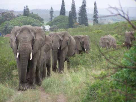When author and legendary conservationist Lawrence Anthony died, these South African elephants marched for 2 hours through the Zululand bush until they reached his house. These elephants had been saved by Anthony years ago, after they were deemed violent and sentenced to death. Anthony rehabilitated the animals and gave them a chance at a better life.