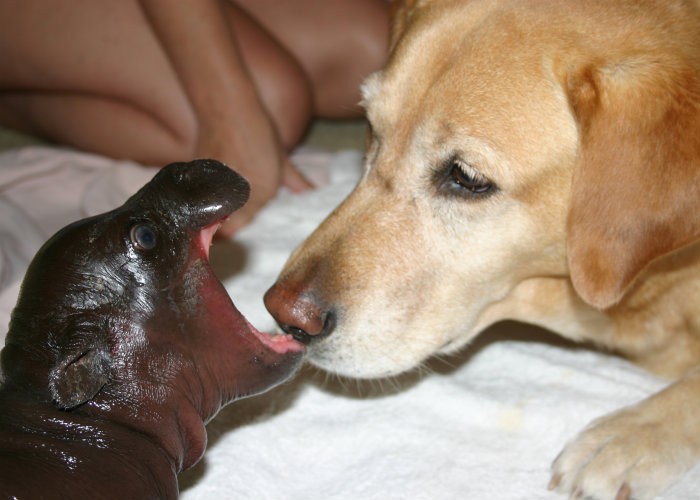 A labrador named Lisha has been a surrogate mother to many orphaned animals. She has helped raised more than 30 baby animals how to survive.