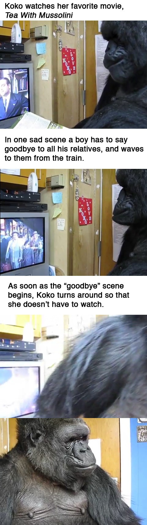 Koko's reaction to a sad moment in a movie