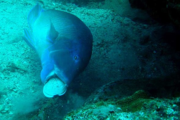 A diver's discovery reveals that fish use tools to suffice their needs. The diver caught this image of a fish smashing a clam against a rock in order to get its innards.