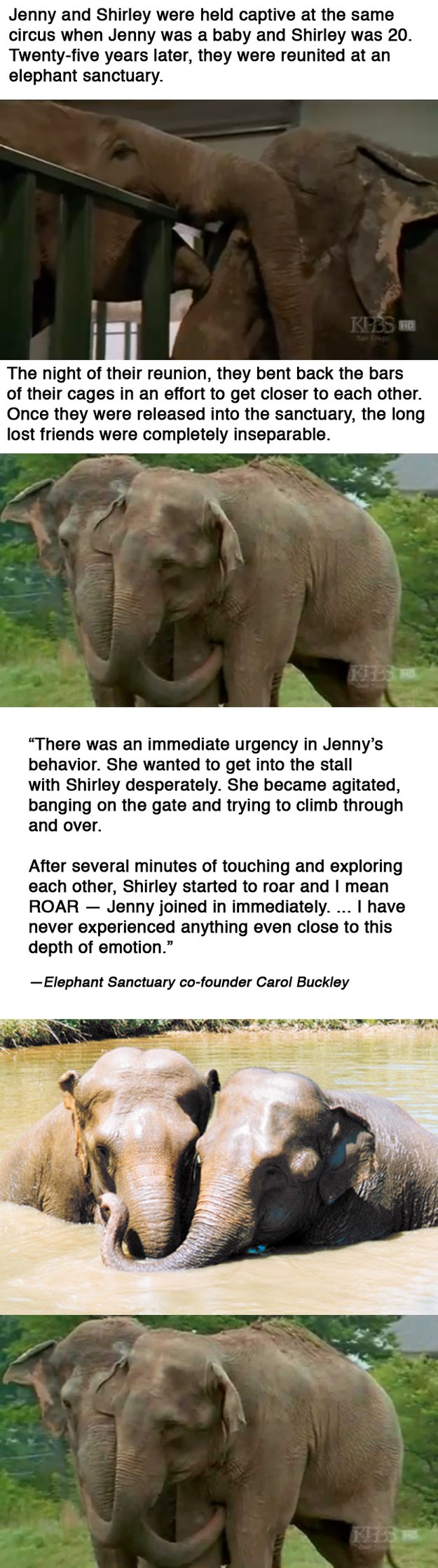 An amazing reunion of two abused circus elephants after 25 years being apart.