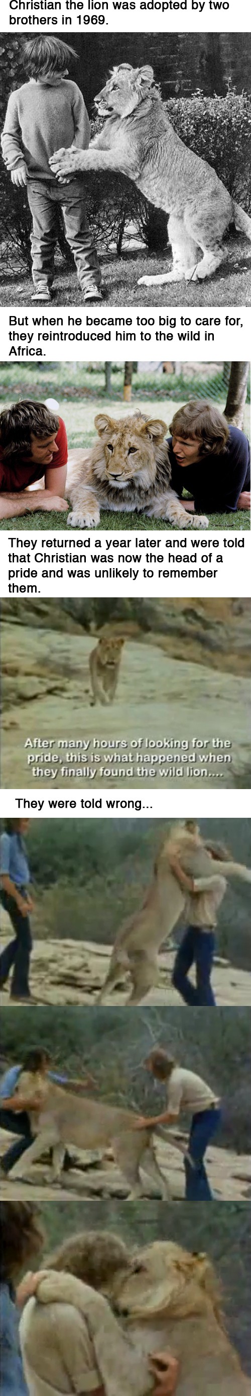 Christian the Lion's amazing story.