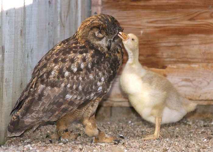Every year, Gandolf the owl would lay an egg and wait for it to hatch, but it never would. One day, she was given a goose egg, and it was a perfect match. Most owls would immediately kill any newborn that did not look, smell, or feel like their own species, but Gandolf did not. She cared for the baby goose as if it was her own.