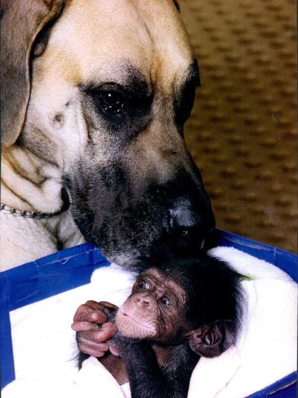 Coaley the Great Dane helps raise baby chimpanzees. Molly Badham and Nathan Evans founded a sanctuary for monkeys. It is now one of the largest areas dedicated to primates in the world. They've gotten help caring for the primates from a unexpected breed...Great Danes! They have proved to be gentle giants that are wonderful caregivers for orphaned monkeys.