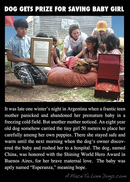 24 Animal Stories That Will Hit You Right In the Feels
