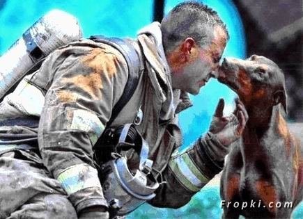 Caught  in a housefire, this mother and her pups were saved by this wonderful firefighter. A photographer spotted the firefighter resting after his last trip inside the burning house, while the mother dog approached him. The photographer picked up their camera just in time to capture this beautiful shot.