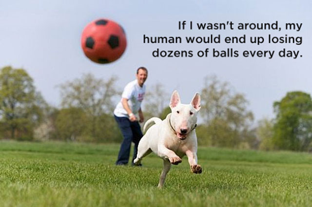 11 Humorous Dog Thoughts