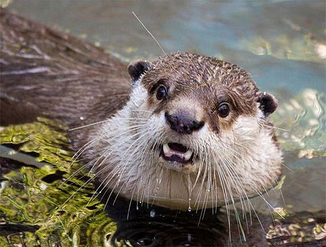 shocked otter