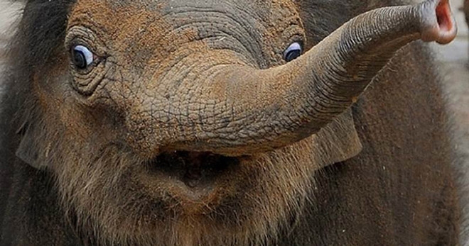 surprised elephant