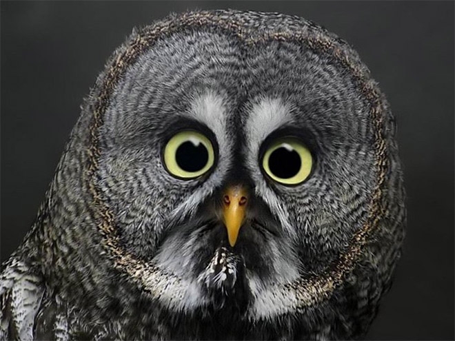 shocked owl -