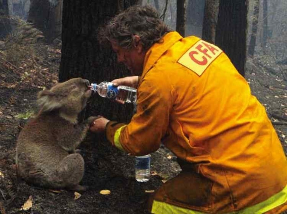 A fireman rescues a koala during Australian bush fires.