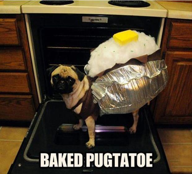 baked pugtato - Baked Pugtatoe