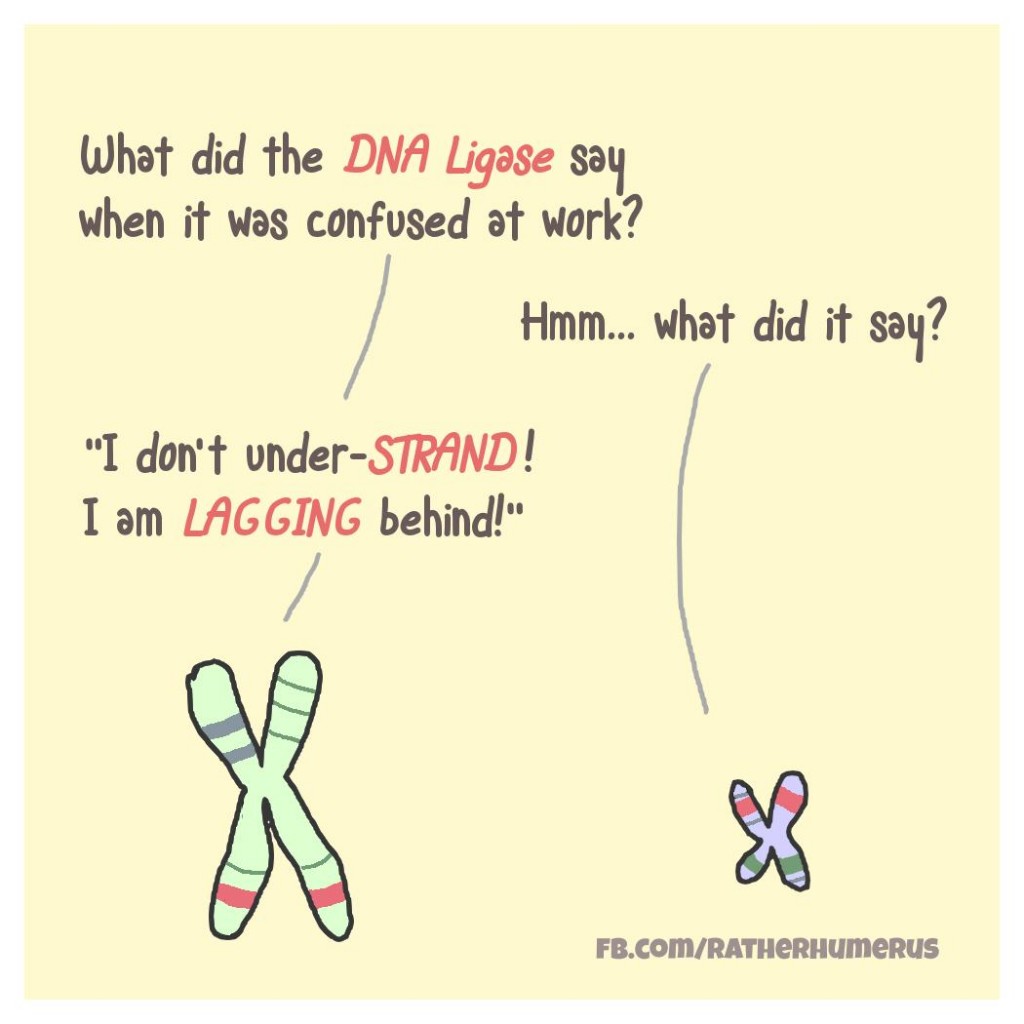 mcat puns - What did the Dna Ligase say when it was confused at work? Hmm... What did it say? "I don't underStrand! I am Lagging behind!" Fb.comRATHERHUMERus