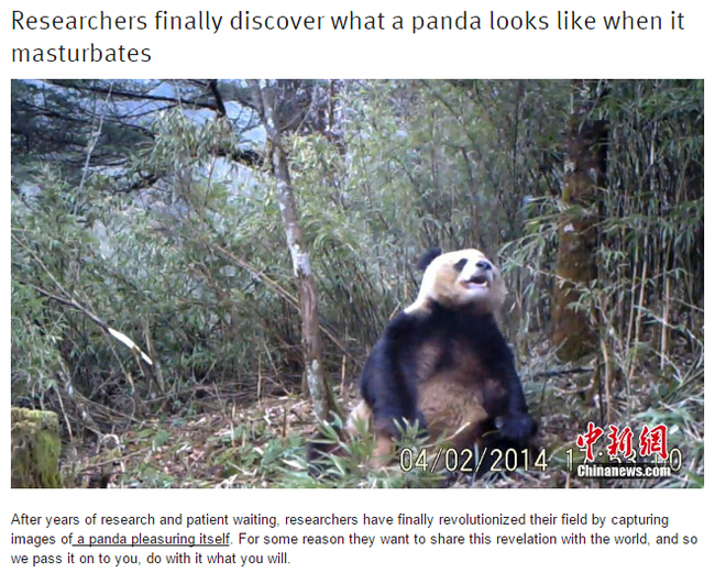 Researchers finally discover what a panda looks when it masturbates 0402V2 Chinanews.com After years of research and patient waiting, researchers have finally revolutionized their field by capturing images of a panda pleasuring itself. For some reason the