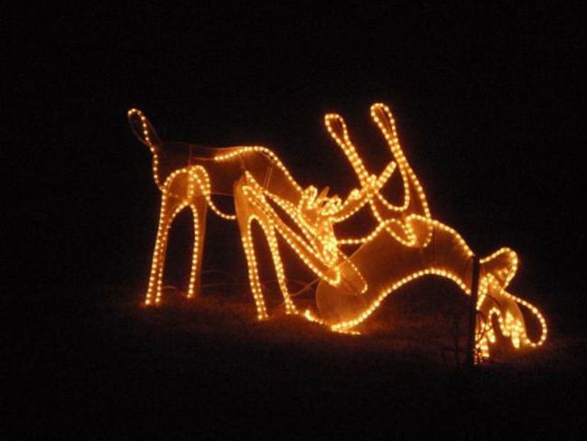 Put up some romantic reindeer lights.