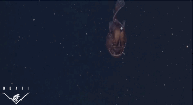 The First-Ever Footage of a "Black Seadevil". On November 17th, researchers with the Monterey Bay Aquarium Research Institute acquired footage of Melanocetus aka "the Black Seadevil", a species of anglerfish never before filmed alive in its natural, deep-sea habitat.
