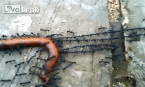 A Stunning Example of Collective Intelligence. Individual ants are not very smart, but ants working together in a colony are capable of extraordinary feats. Case in point: This remarkable video, in which a colony of ants has transformed into a daisy chain to pull a dead millipede  behavior which, prior to the video's release, had never been seen before.