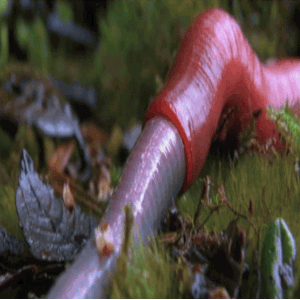 Giant, Worm-Slurping Leech Filmed for the First Time. For the first time, filmmakers in the forests of Borneo's Mount Kinabalu documented the so-repulsive-it's-captivating behavior of a large, red, worm-guzzling predator. While it remains unclassified by science, the animal is known to the area's tribespeople, fittingly, as the "Giant Red Leech."