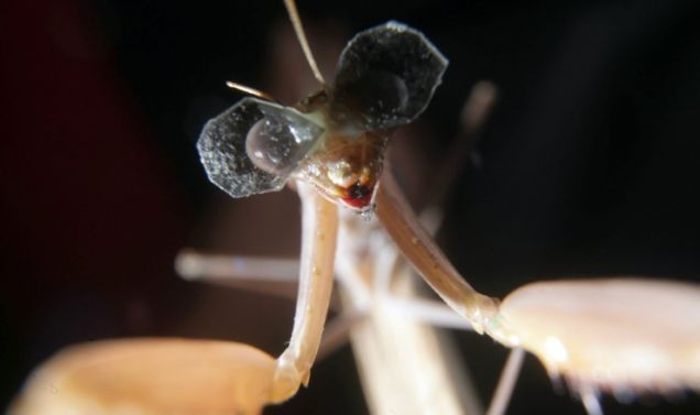 This is a Praying Mantis Wearing 3D Glasses. Scientists at Newcastle University are outfitting praying mantises with the world's smallest 3D glasses, to better understand how these notoriously dextrous predators perceive depth.